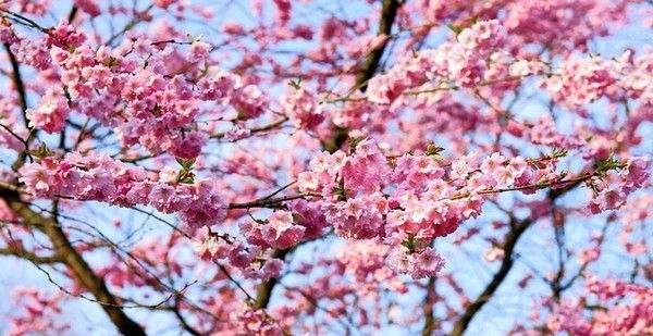 AGA_桜の画像