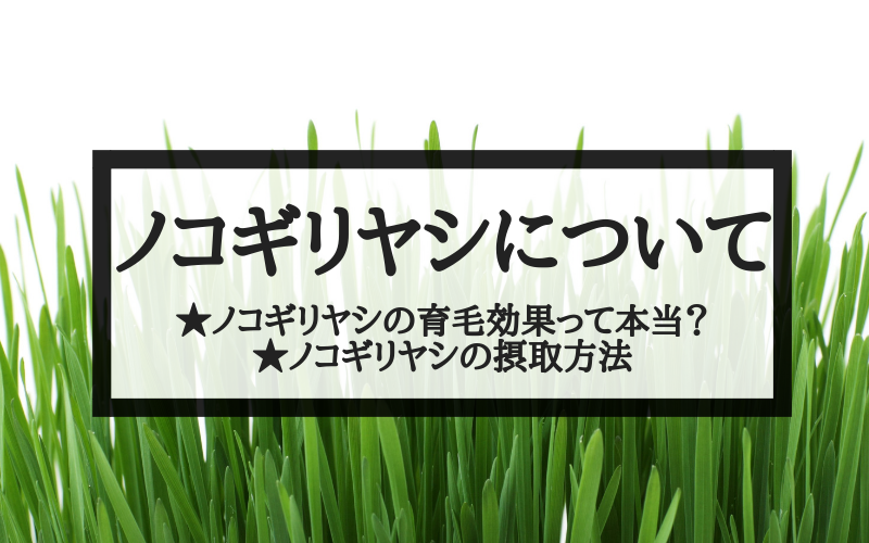 ノコギリヤシは育毛に効果あり！？副作用や成分を徹底解説
