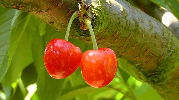 Cherry0117
