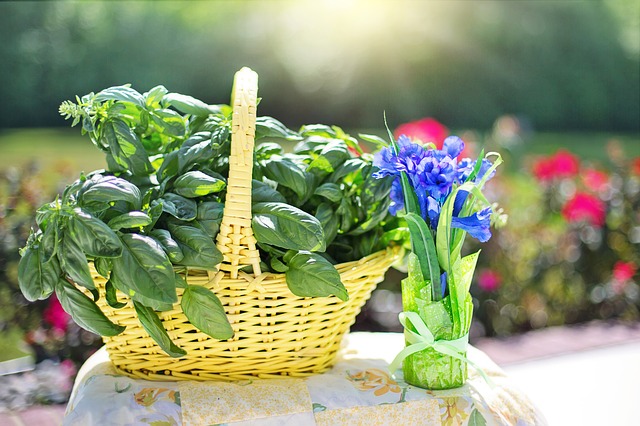 Basil 2406270 640